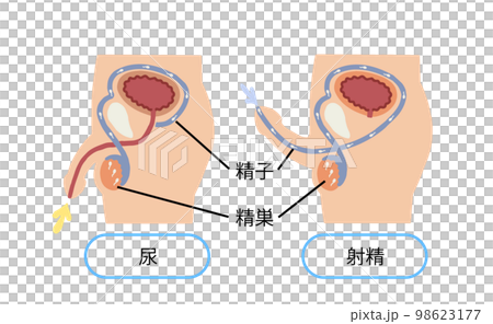 男性生殖器　射精のしくみ　ベクターイラスト 98623177