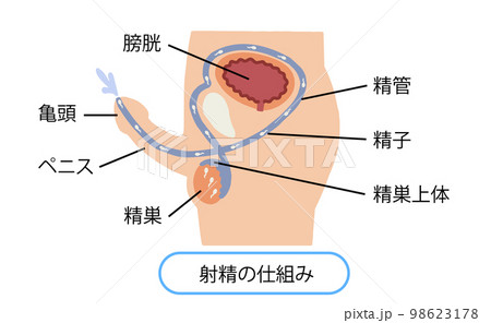 男性生殖器　射精のしくみ　ベクターイラスト 98623178