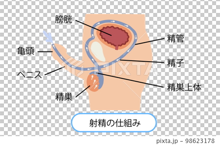 男性生殖器　射精のしくみ　ベクターイラスト 98623178