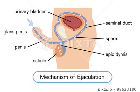 男性生殖器 射精のしくみ ベクターイラスト 男性生殖器 射精のしくみ ベクターイラスト 98623180