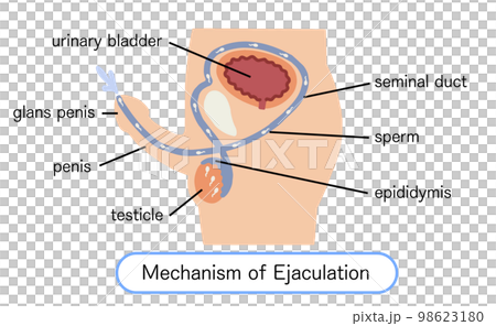 Male reproductive system ejaculation mechanism vector illustration Male reproductive system ejaculation mechanism vector illustration 98623180