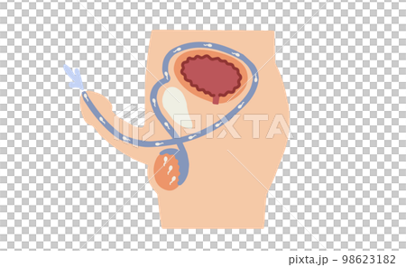 男性生殖器　射精のしくみ　ベクターイラスト 98623182