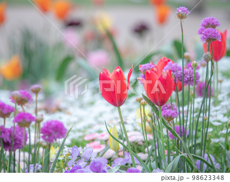 チューリップや春の花々 チューリップや春の花々 98623348