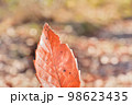 日差しを浴びる枯れ葉の接写イメージ 98623435