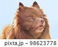 見上げるポメラニアン 98623778
