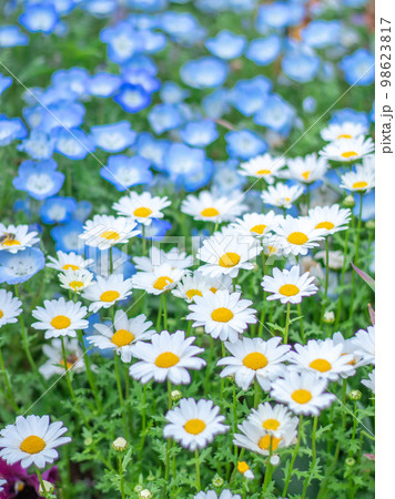 マーガレットとネモフィラ マーガレットとネモフィラ 98623817