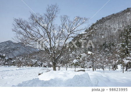 韓国 自然 風景 98623995
