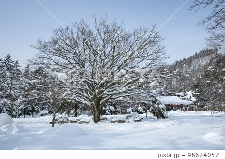 韓国 自然 風景 98624057