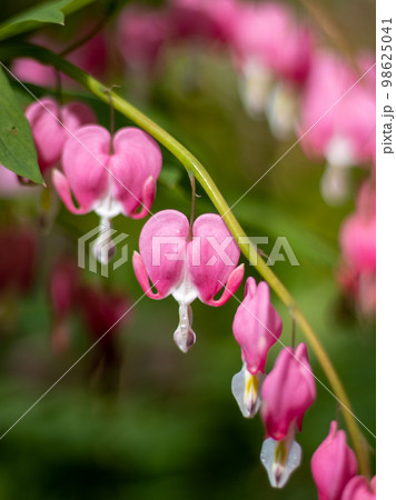 ガーデンに咲くハートの形のタイツリソウ 98625041