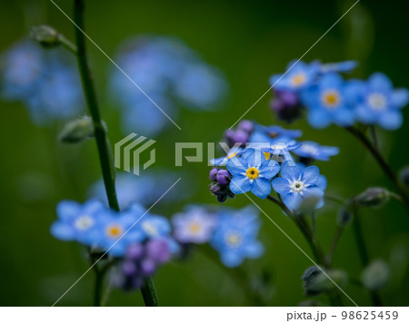 勿忘草 98625459