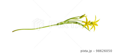 Closeup of yellow Gagea lutea flowers, bud and leaves isolated 98626050