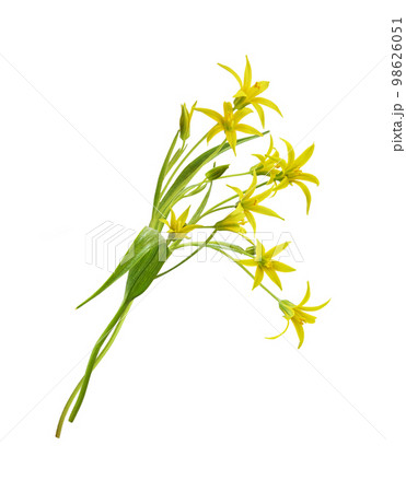 Yellow Gagea lutea flowers, bud and leaves in a small spring bouquet isolated 98626051