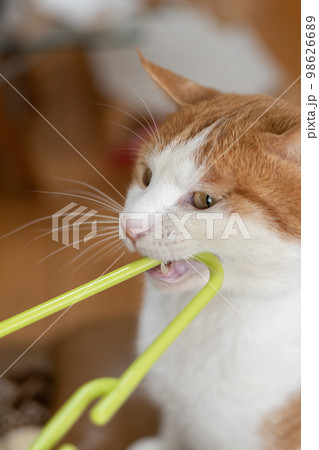 物を噛む猫 茶トラ白 物を噛む猫 茶トラ白 98626689