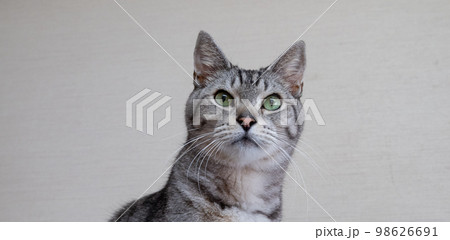 見つめる猫　サバトラ猫 98626691