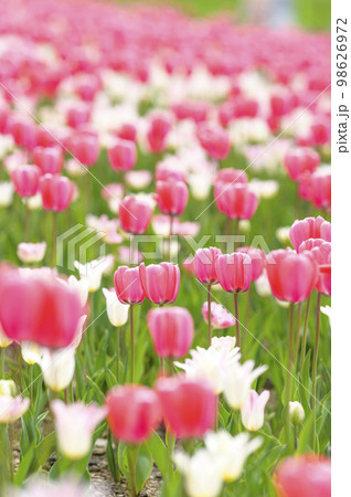 満開のチューリップ 満開のチューリップ 98626972