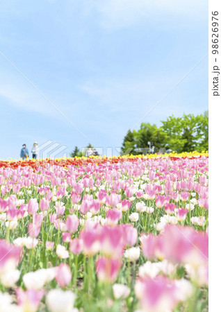 満開のチューリップと青空 満開のチューリップと青空 98626976