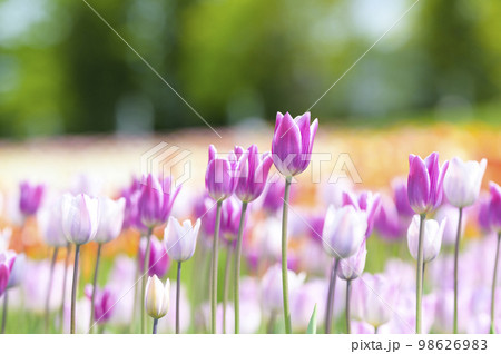 満開のチューリップ 98626983