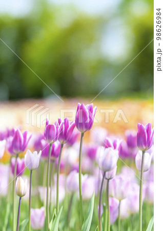 満開のチューリップ 98626984