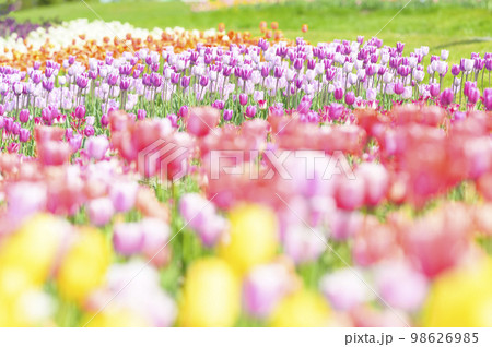 満開のチューリップ 98626985