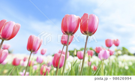 満開のチューリップと青空 98626994