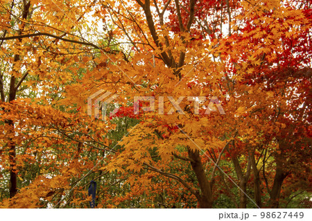 韓国 自然 風景 98627449
