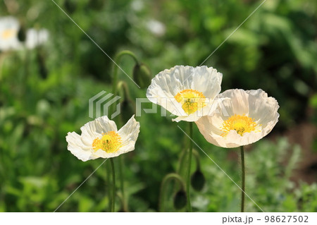 ポピー　ポピーの花 98627502
