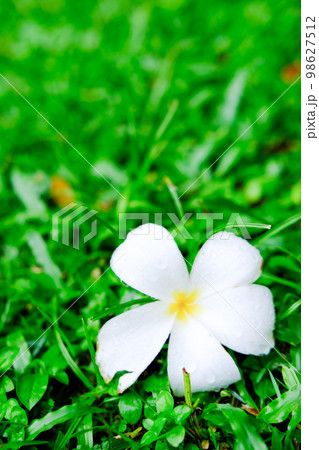 芝生の上の白いプルメリア（フランジパニ）の花 98627512