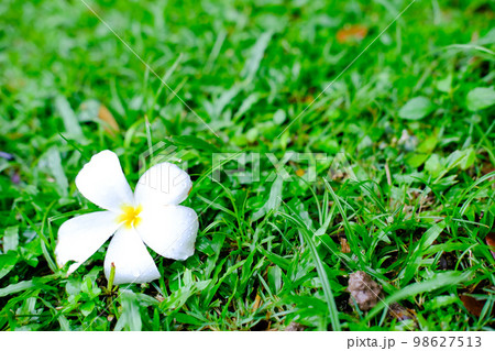 芝生の上の白いプルメリア（フランジパニ）の花 98627513
