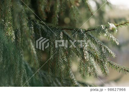 Closeup of common fir tree with morning light 98627966