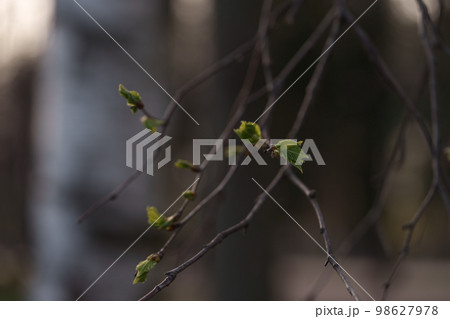 First elm leaves in spring closeup 98627978