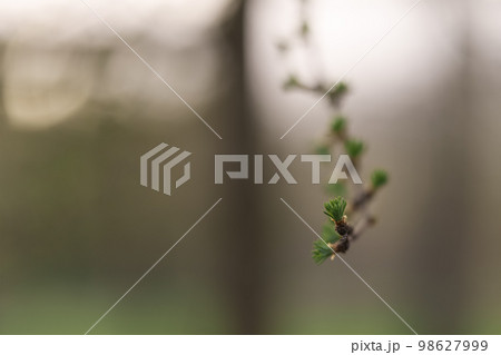 first larch buds buds on branch first larch buds buds on branch 98627999