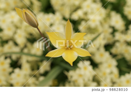 Tarda tulip closeup photo in spring 98628010