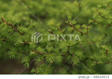 Small japanese larch tree close up Small japanese larch tree close up 98628013