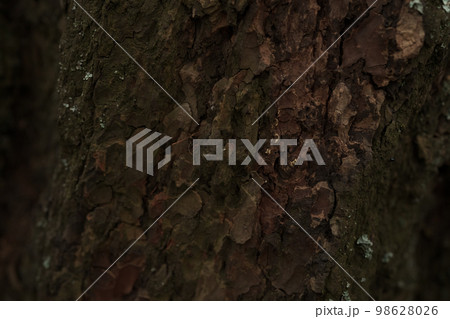 Closeup photo of larch tree trunk 98628026