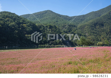 韓国 自然 風景 98628231
