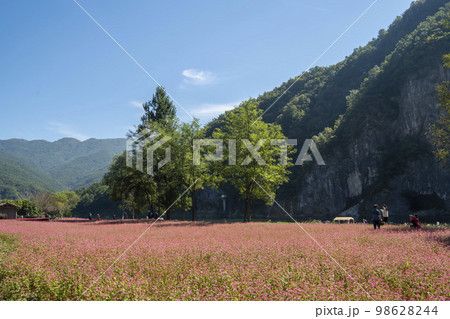 韓国 自然 風景 98628244
