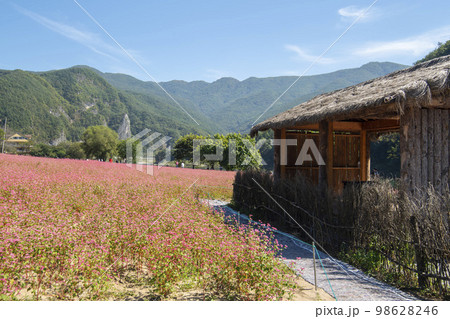 韓国 自然 風景 98628246