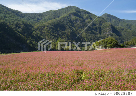 韓国 自然 風景 98628287