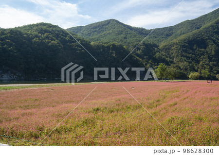 韓国 自然 風景 98628300