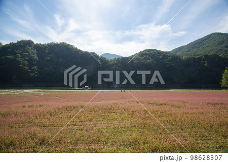 韓国 自然 風景 98628307