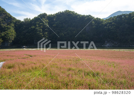韓国 自然 風景 98628320