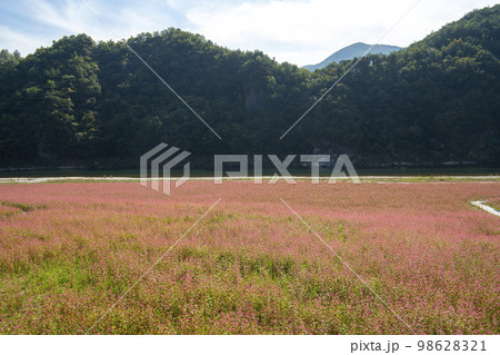 韓国 自然 風景 98628321
