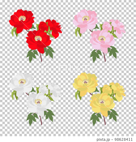 A single peony flower 98628411