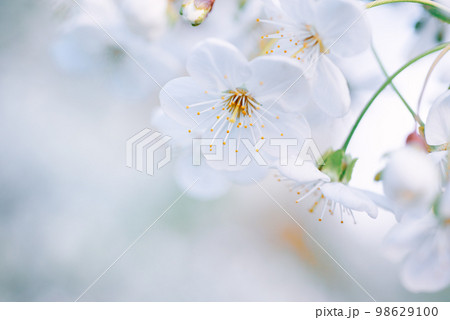 Cherry spring flowers 98629100