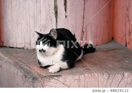 お寺の境内に居たチョビヒゲ猫さん 98629112