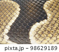 3色に分かれている蛇の鱗 98629189