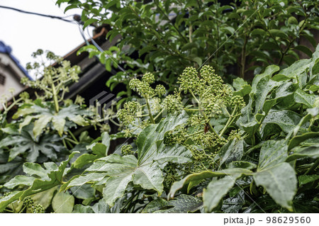 玉島の町並み　ヤツデ　岡山県倉敷市 98629560