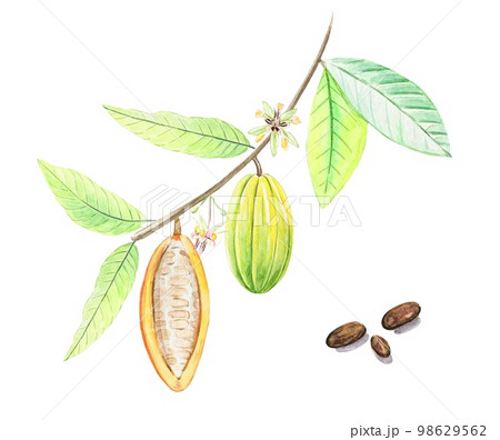 Watercolor fruits and cocoa leaves. Tropical Cacao tree, cocoa beans.Hand drawn illustration. 98629562