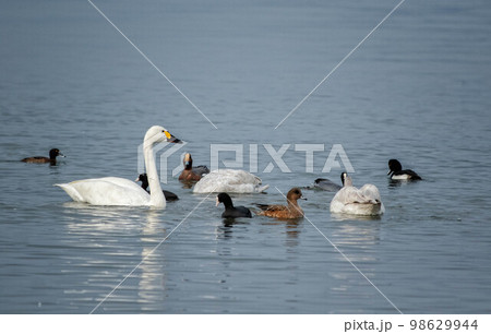 琵琶湖を泳ぐコハクチョウと水鳥たち 琵琶湖を泳ぐコハクチョウと水鳥たち 98629944