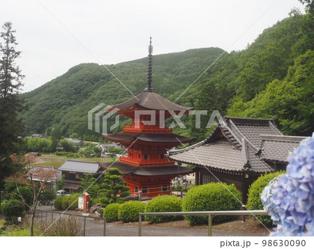 紫陽花咲く紫陽花咲く美作長福寺三重塔 98630090